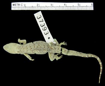 Media type: image; Herpetology R-37393